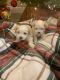 Maltese Puppies for sale in Port St. Lucie, FL, USA. price: $1,800