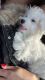 Maltese Puppies for sale in Merrick, NY 11566, USA. price: NA