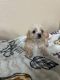 Maltese Puppies for sale in Modesto, CA, USA. price: NA