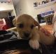Maltese Puppies for sale in Aurora, CO, USA. price: $400