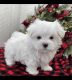 Maltese Puppies for sale in Miami, FL, USA. price: $3,500