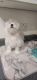 Maltese Puppies for sale in San Diego, CA, USA. price: $1,500