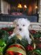 Maltese Puppies for sale in Edmond, OK, USA. price: NA