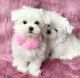Maltese Puppies for sale in San Francisco, CA, USA. price: $800