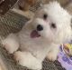 Maltese Puppies for sale in Pine Brook, Montville, NJ 07058, USA. price: $1,000