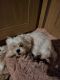 Maltese Puppies for sale in Tampa, FL, USA. price: $950