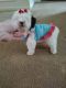 Maltese Puppies for sale in Dearborn Heights, MI 48125, USA. price: $2,500