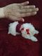 Maltese Puppies for sale in Dearborn Heights, MI 48125, USA. price: $2,000