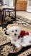 Maltese Puppies for sale in 2141 Crystal Lake Dr, Shelby Township, MI 48316, USA. price: $1,100