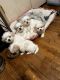 Maltese Puppies for sale in Mission Hills, Los Angeles, CA, USA. price: $30,000