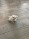 Maltese Puppies for sale in Port St. Lucie, FL, USA. price: $1,200