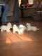 Maltese Puppies for sale in Sylva, NC 28779, USA. price: $4,000