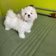 Maltese Puppies for sale in San Francisco, CA, USA. price: $800