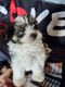 Maltese Puppies for sale in Plant City, FL, USA. price: $850