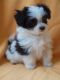 Maltese Puppies for sale in Port Richey, FL 34668, USA. price: NA