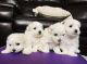 Maltese Puppies for sale in Citrus Heights, CA, USA. price: $1,600