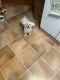 Maltese Puppies for sale in Ashland, KY, USA. price: $800