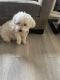 Maltese Puppies for sale in Alameda, CA, USA. price: NA