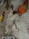 Maltese Puppies for sale in 28103 N Desert Native St, Queen Creek, AZ 85143, USA. price: NA