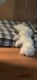 Maltese Puppies for sale in Converse, TX, USA. price: NA