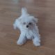 Maltese Puppies for sale in Kent, WA, USA. price: $150