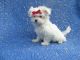 Maltese Puppies for sale in Hacienda Heights, CA, USA. price: NA