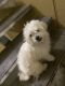 Maltese Puppies for sale in San Francisco, CA, USA. price: $2,000