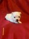 Maltese Puppies for sale in Sulphur Springs, TX 75482, USA. price: NA