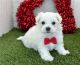 Maltese Puppies for sale in Florida St, San Francisco, CA, USA. price: NA