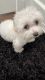 Maltese Puppies for sale in Kissimmee, FL, USA. price: $2,500