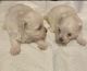 Maltese Puppies for sale in Rowlett, TX 75089, USA. price: $1,000