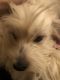Maltese Puppies for sale in St. Louis, MO, USA. price: $100