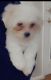 Maltese Puppies for sale in VA-28, Manassas, VA, USA. price: $600