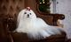 Maltese Puppies for sale in Los Angeles, CA, USA. price: $200