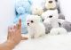 Maltese Puppies for sale in Kansas City, MO, USA. price: $500