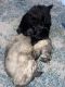 Maltese Puppies for sale in 11750 S Euclid St, Garden Grove, CA 92840, USA. price: NA