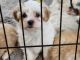 Maltese Puppies for sale in The Villages, FL 32159, USA. price: $1,450