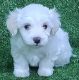 Maltese Puppies for sale in Manassas, VA, USA. price: $800