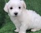 Maltese Puppies for sale in Manassas, VA, USA. price: $800