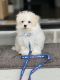 Maltese Puppies for sale in Apex, NC, USA. price: $2,500