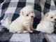 Maltese Puppies for sale in Sylva, NC 28779, USA. price: $2,000