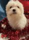 Maltese Puppies for sale in Thibodaux, LA 70301, USA. price: $1,800