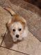 Maltese Puppies for sale in Henderson, NV, USA. price: $500