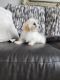 Maltese Puppies for sale in Springfield, MO, USA. price: NA