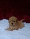 Maltese Puppies for sale in Satsuma, FL 32189, USA. price: $1,100