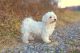 Maltese Puppies for sale in Barren Springs, VA 24313, USA. price: $500