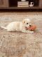 Maltese Puppies for sale in Surprise, AZ, USA. price: $2,900