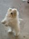 Maltese Puppies for sale in Joplin, MO, USA. price: $800