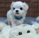 Maltese Puppies for sale in San Francisco, CA, USA. price: $600