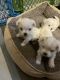 Maltese Puppies for sale in Richmond, VA, USA. price: $1,500
